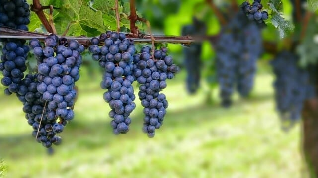 องุ่นพันธุ์ Malbec