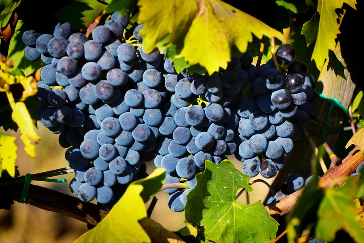 องุ่นพันธุ์ Sangiovese